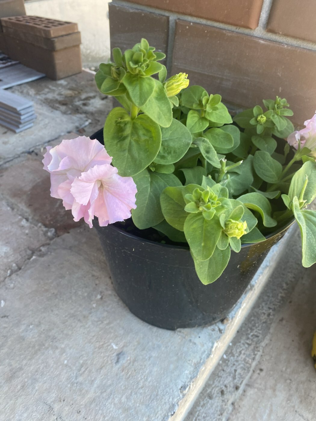 Фотография покупателя товара Семена цветов Петуния махровая "Артист" 5 шт - Фото 2