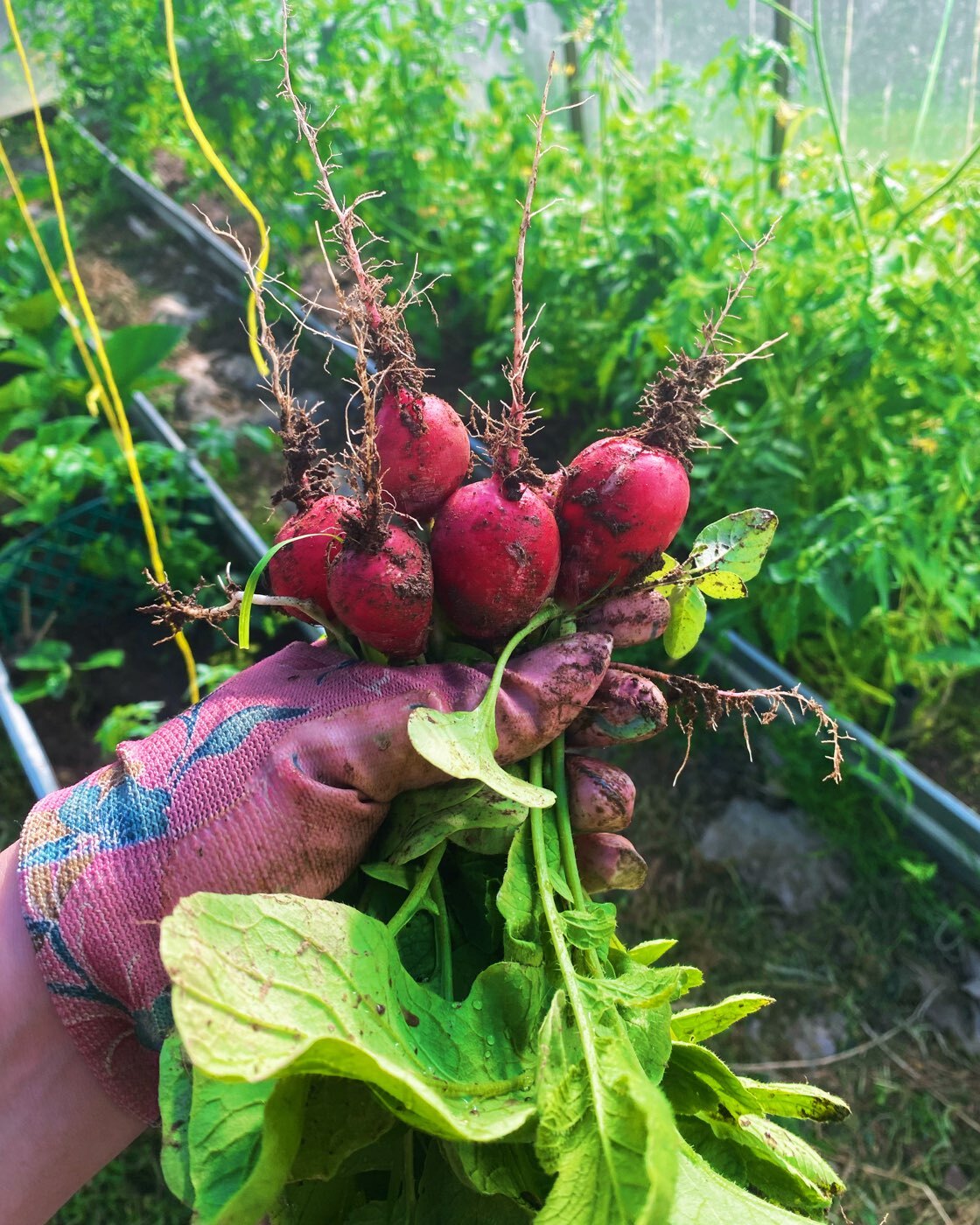 Фотография покупателя товара Семена Редис Ранний, красный, ц/п, 2 г серия ХИТ х3 - Фото 2