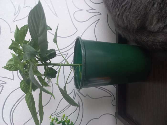 Фотография покупателя товара Семена Перец сладкий "Кузя", 5 шт - Фото 3