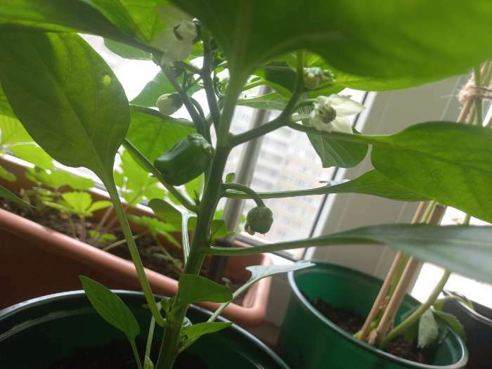 Фотография покупателя товара Семена Перец сладкий "Кузя", 5 шт - Фото 2