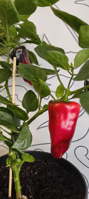 Фотография покупателя товара Семена Перец сладкий "Кузя", 5 шт - Фото 1