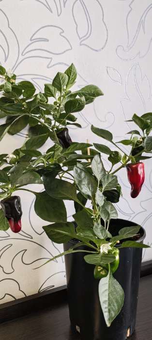 Фотография покупателя товара Семена Перец сладкий "Кузя", 5 шт - Фото 4