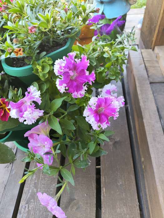 Фотография покупателя товара Семена цветов Петуния бахромчатая, крупноцветковая "Шампань" F1, 8 шт, - Фото 7