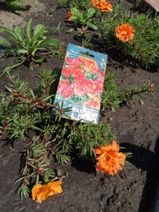 Фотография покупателя товара Семена Цветов Портулак крупноцветковый "Махровый Рыжик", 0,05 г