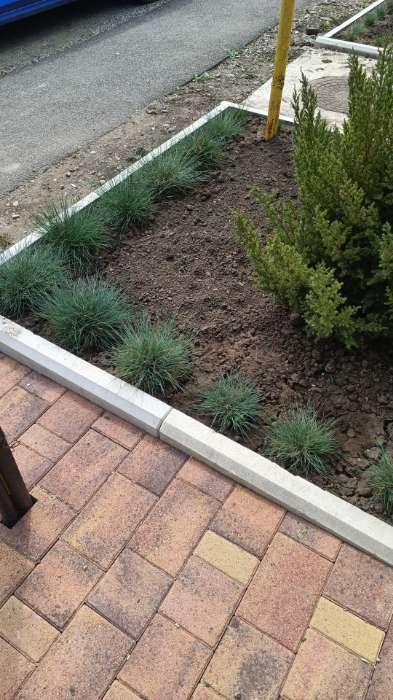 Фотография покупателя товара Семена цветов Овсяница "Синичка", ц/п,  декоративная , 0,1 г - Фото 7