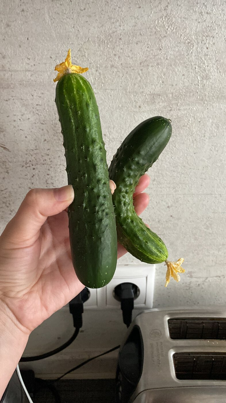 Фотография покупателя товара Семена Огурец Апрельский F1 10 шт. Уд. с. - Фото 2