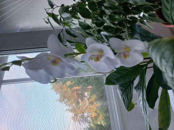 Фотография покупателя товара Цветы искусственные «Орхидея фаленопсис» премиум, 7×55 см, белые - Фото 4