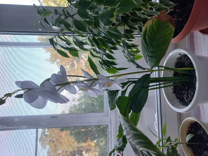 Фотография покупателя товара Цветы искусственные «Орхидея фаленопсис» премиум, 7×55 см, белые - Фото 3