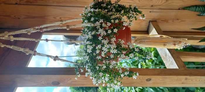 Фотография покупателя товара Семена цветов Бакопа "Снежная лавина", 5шт - Фото 1