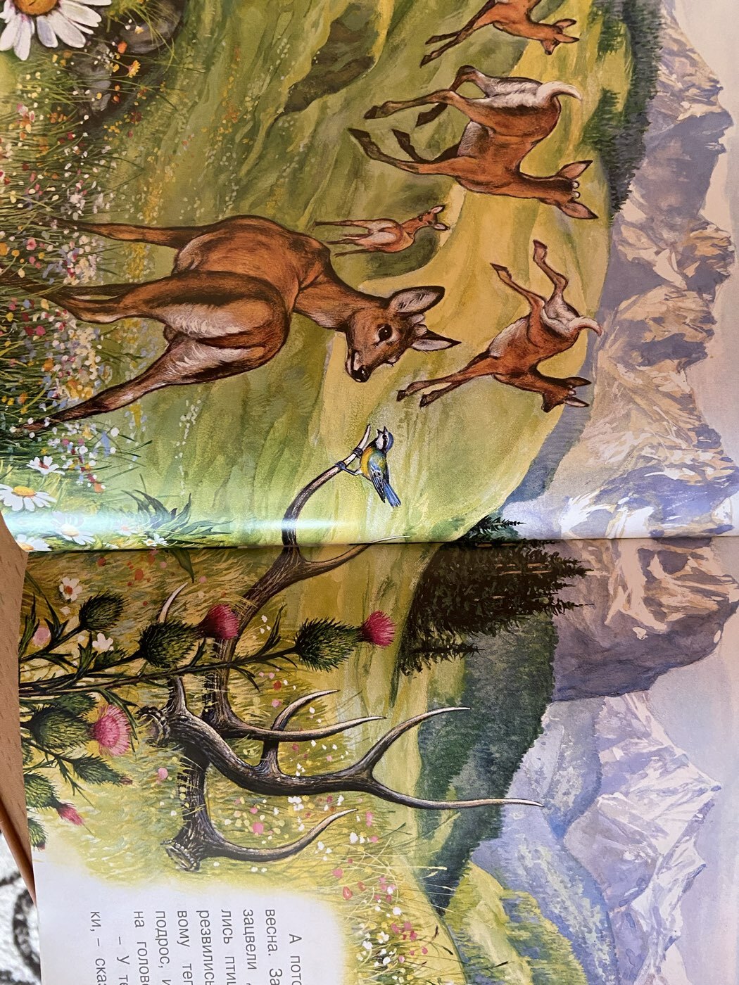 Фотография покупателя товара «Познаём мир вокруг нас. Приключения оленёнка», 16 стр.