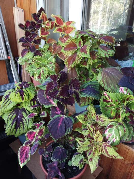 Фотография покупателя товара Семена цветов Колеус "Конг эмпайр премиум смесь", 10 шт - Фото 2