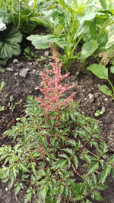 Фотография покупателя товара Астильба гибридная патио "Юник Кармин", 1 шт, р-р I, Весна 2024 - Фото 1