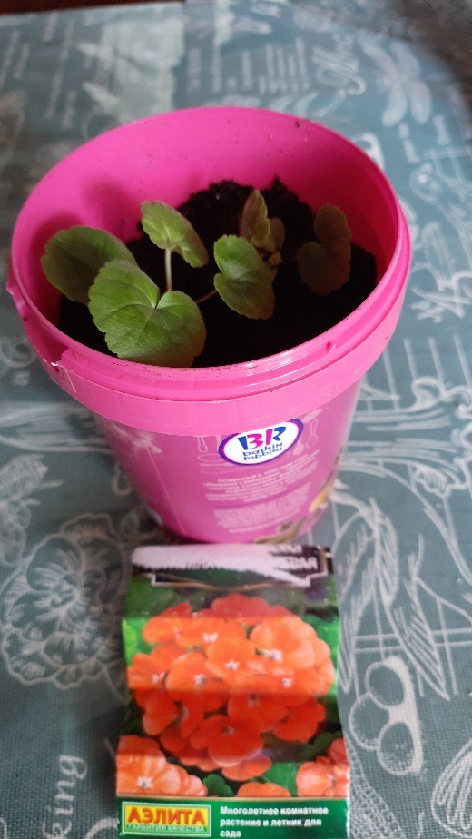 Фотография покупателя товара Семена цветов Пеларгония "Рафаэлла", оранжевая, F1, 5 шт