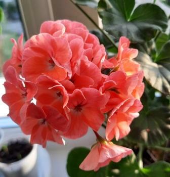 Фотография покупателя товара Семена цветов Пеларгония "Рафаэлла", оранжевая, F1, 5 шт - Фото 8