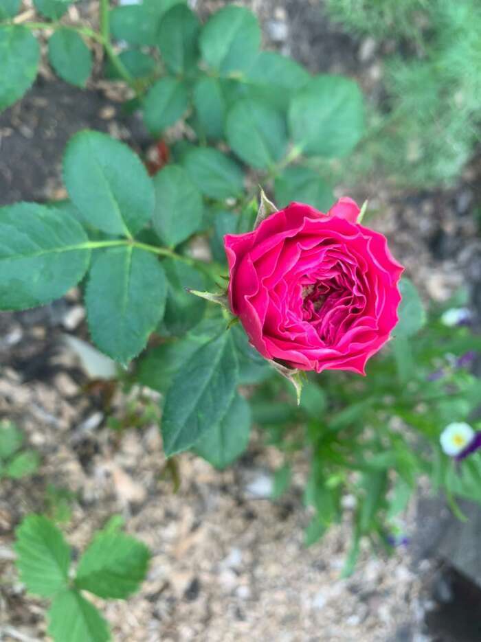 Фотография покупателя товара Саженец розы ХиХо, Весна 2024, 1 шт.