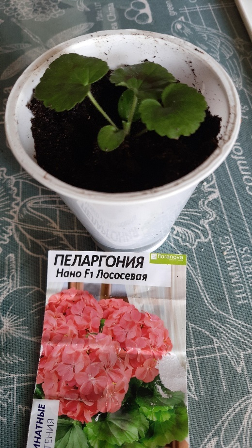 Фотография покупателя товара Семена цветов Пеларгония "Нано", "Лососевая", 3 шт - Фото 2