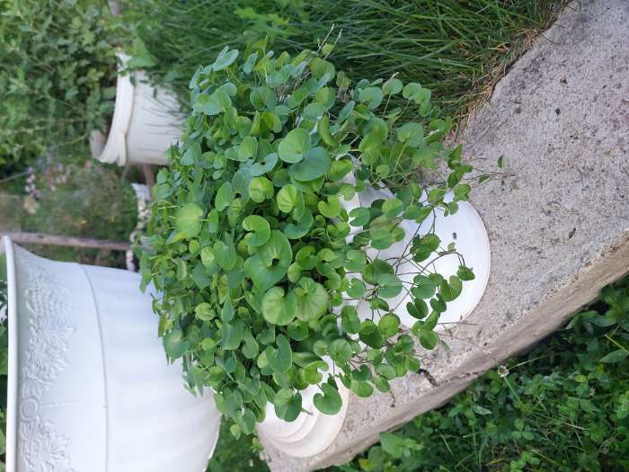 Фотография покупателя товара Семена цветов Дихондра "Изумрудный водопад", серия "Профи", F1, О, 10 шт. - Фото 3