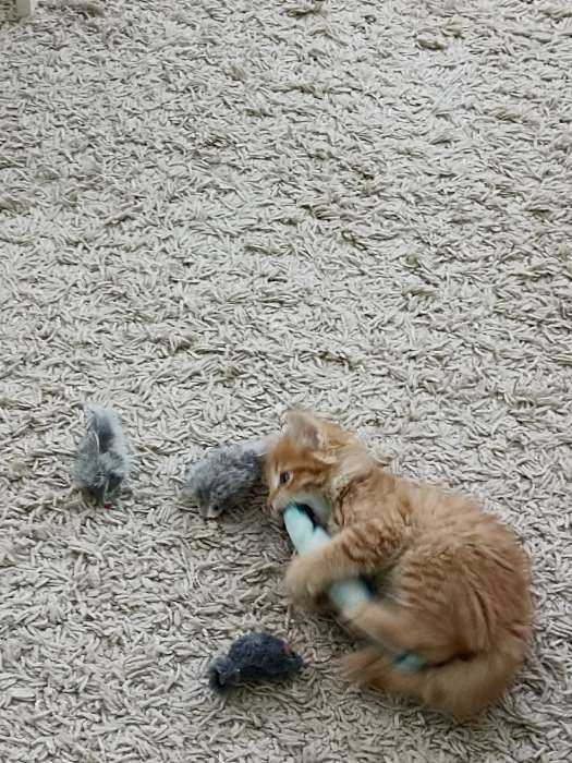 Фотография покупателя товара Игрушка "Рыба моей мечты!" с кошачьей мятой, аравана, 20 см - Фото 3
