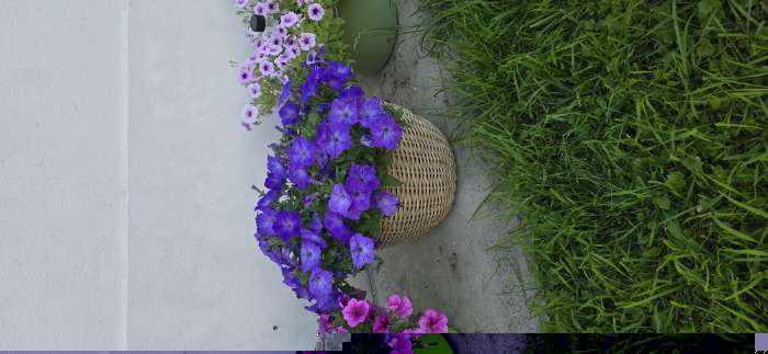 Фотография покупателя товара Семена цветов Петуния "Е3 Изи Вейв Блю скай F1", 5 шт - Фото 5