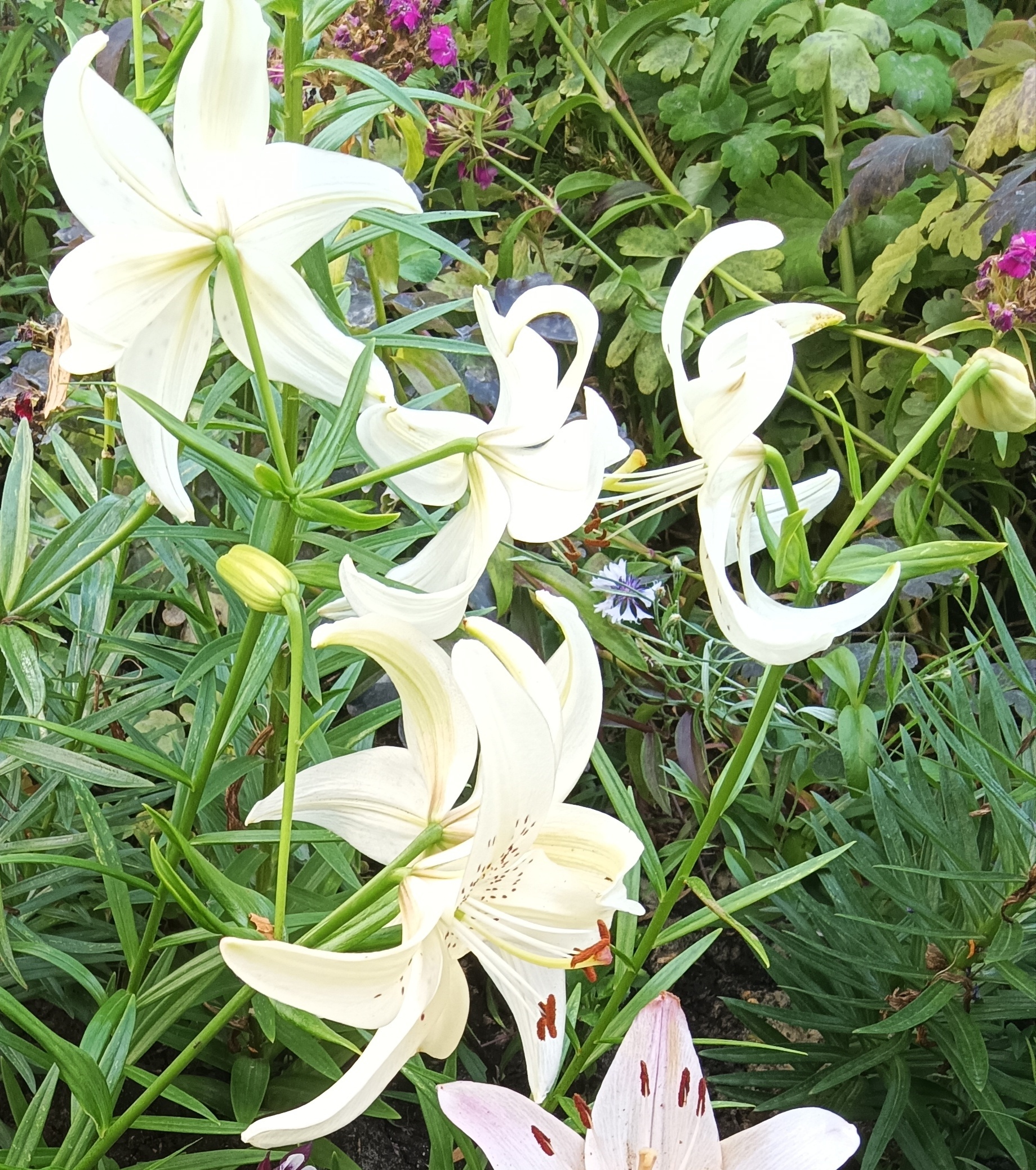 Фотография покупателя товара Лилия Тигровая «Свит Суренде», луковица в пакете с перфорацией, р-р 12/14, 3 шт. - Фото 311