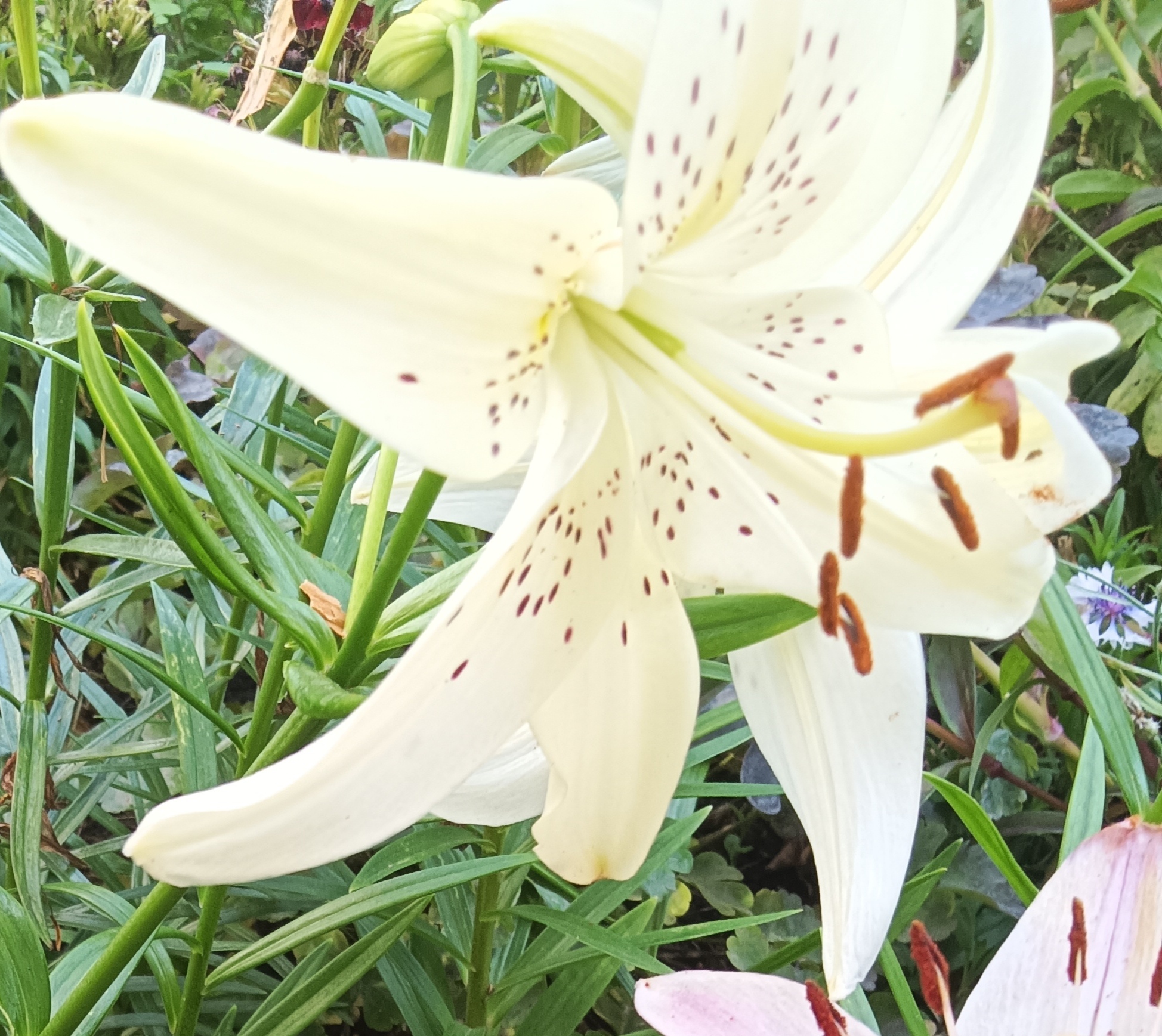 Фотография покупателя товара Лилия Тигровая «Свит Суренде», луковица в пакете с перфорацией, р-р 12/14, 3 шт. - Фото 312