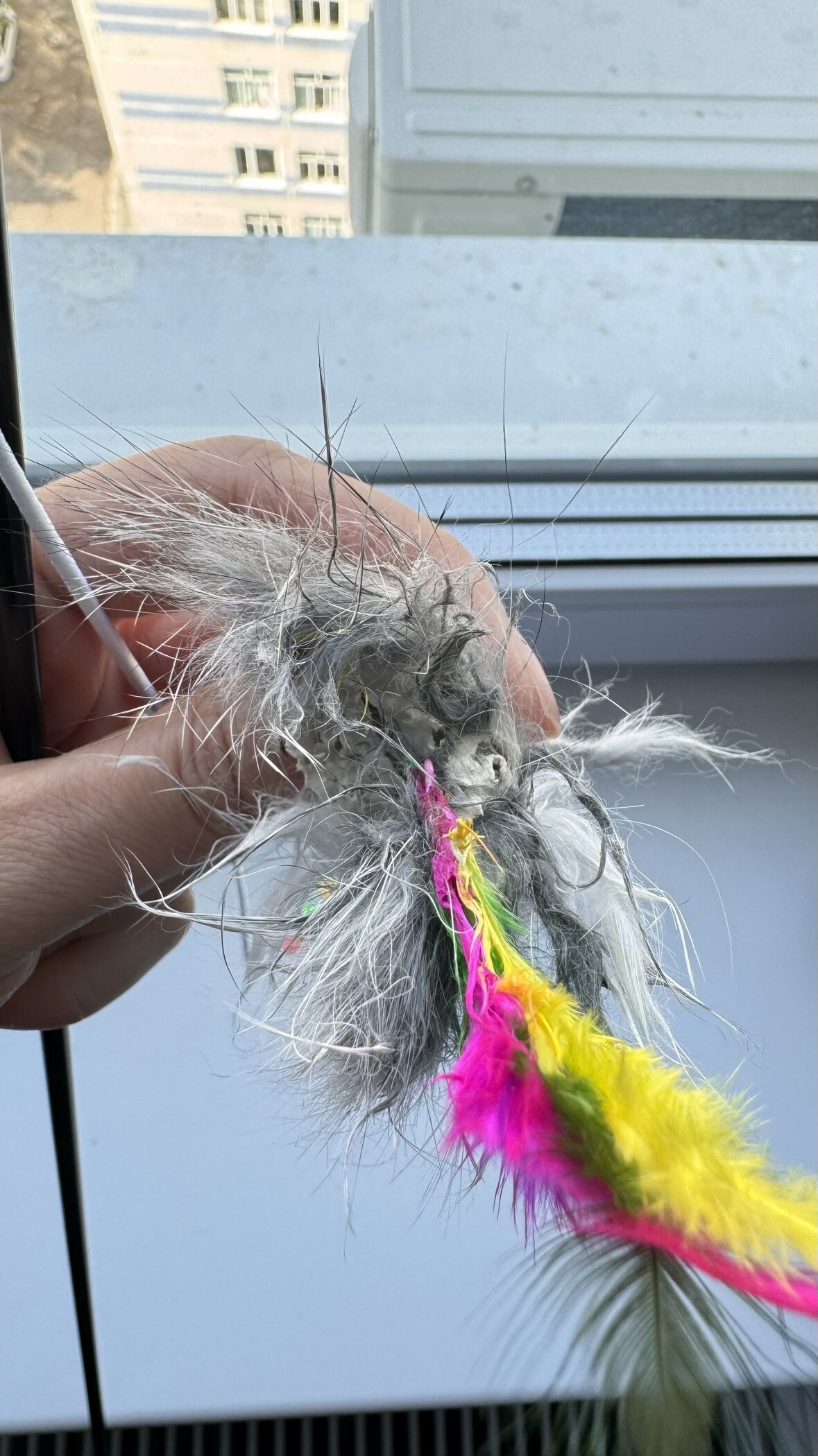 Фотография покупателя товара Дразнилка-удочка с мышью из натурального меха с перьями, микс цветов - Фото 3
