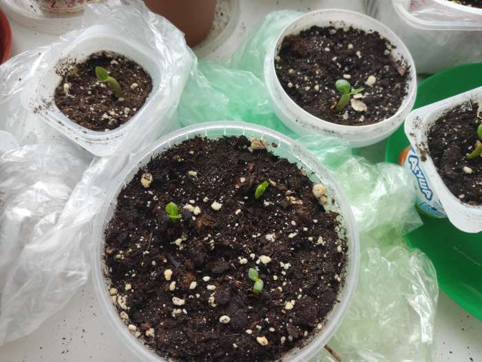 Фотография покупателя товара Семена цветов Адениум тучный "Виолет", 3 шт - Фото 1