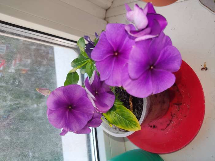 Фотография покупателя товара Семена Цветов Катарантус розовый, Винка Тату Блуберри, 5 шт - Фото 1