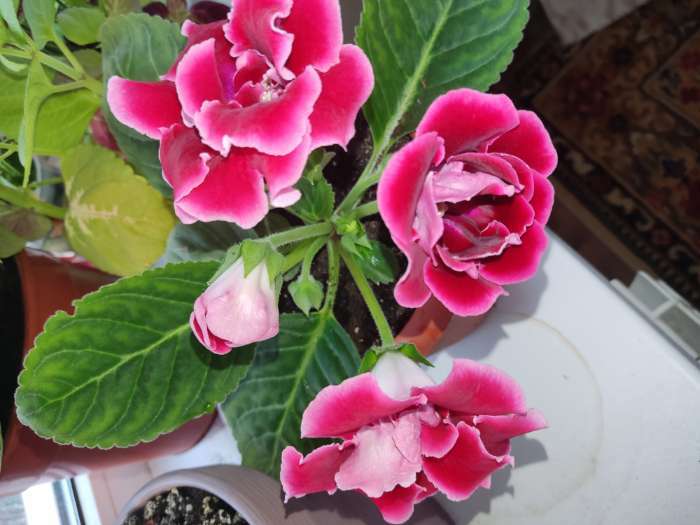 Фотография покупателя товара Семена цветов Глоксиния "Брокада", ц/п,  F1, гранулы, 4 шт. - Фото 15