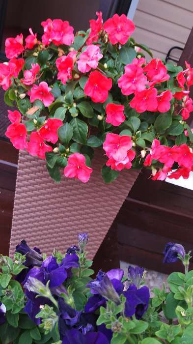 Фотография покупателя товара Кашпо для цветов со вставкой «Ротанг», 21 л (11,2 л), цвет бежевый - Фото 3