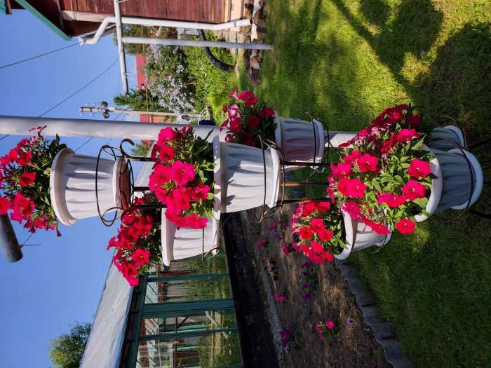 Фотография покупателя товара Семена Петуния мини Малыш F1 темно-розовая многоцветковая, 7 шт - Фото 3