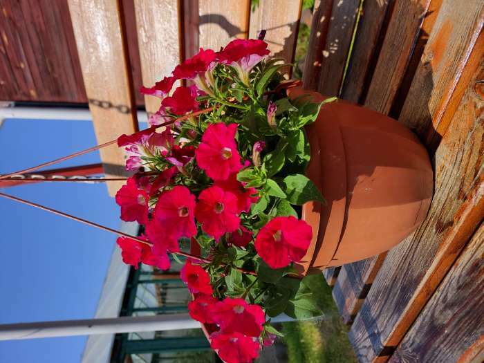 Фотография покупателя товара Семена Петуния мини Малыш F1 темно-розовая многоцветковая, 7 шт - Фото 1