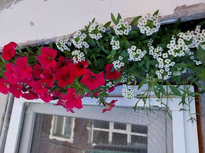 Фотография покупателя товара Семена Петуния мини Малыш F1 темно-розовая многоцветковая, 7 шт - Фото 2