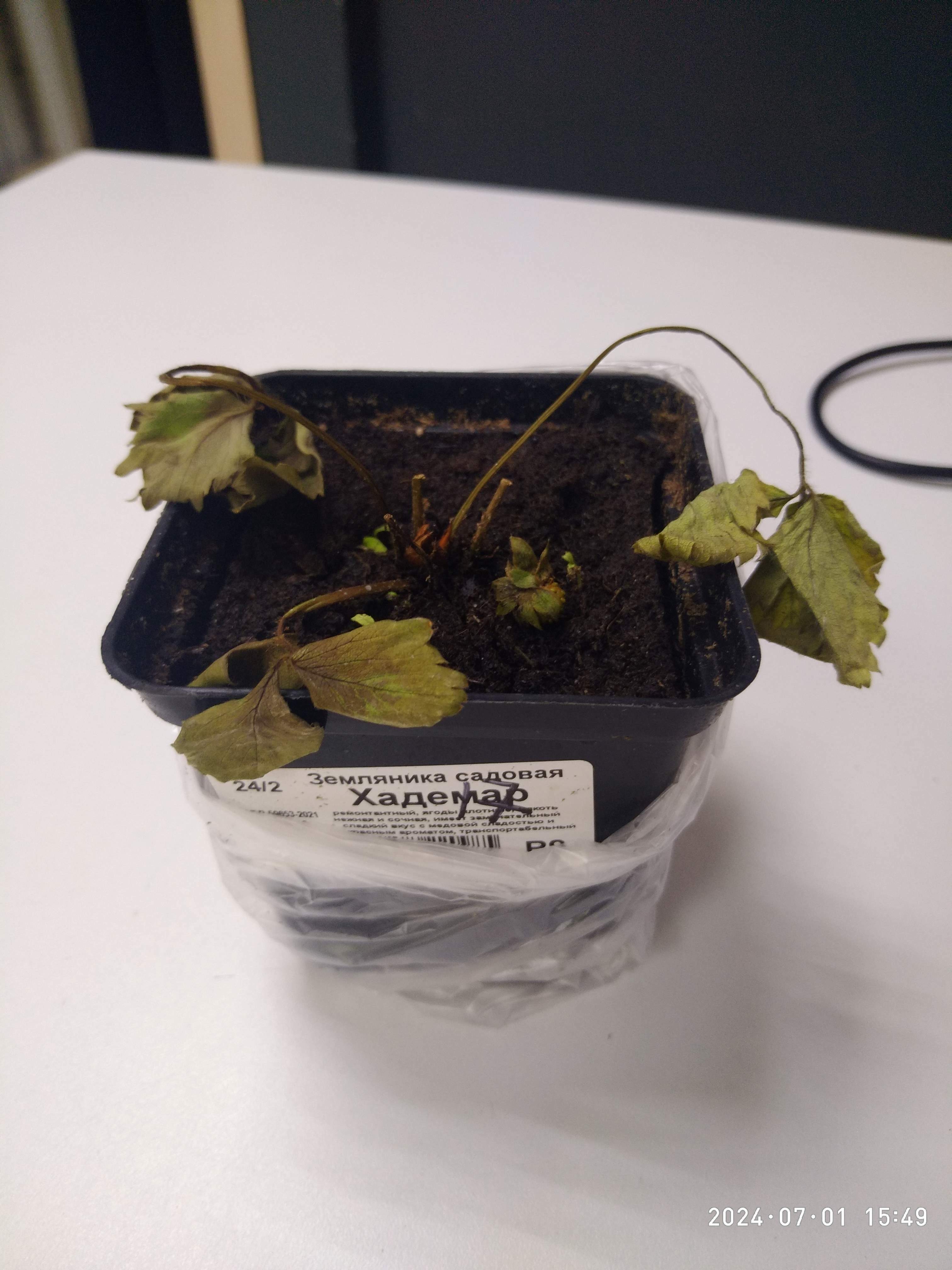 Фотография покупателя товара Земляника садовая «Хадемар», саженец, горшок Р9, 1 шт., Лето 2026, «ПОИСК» - Фото 1