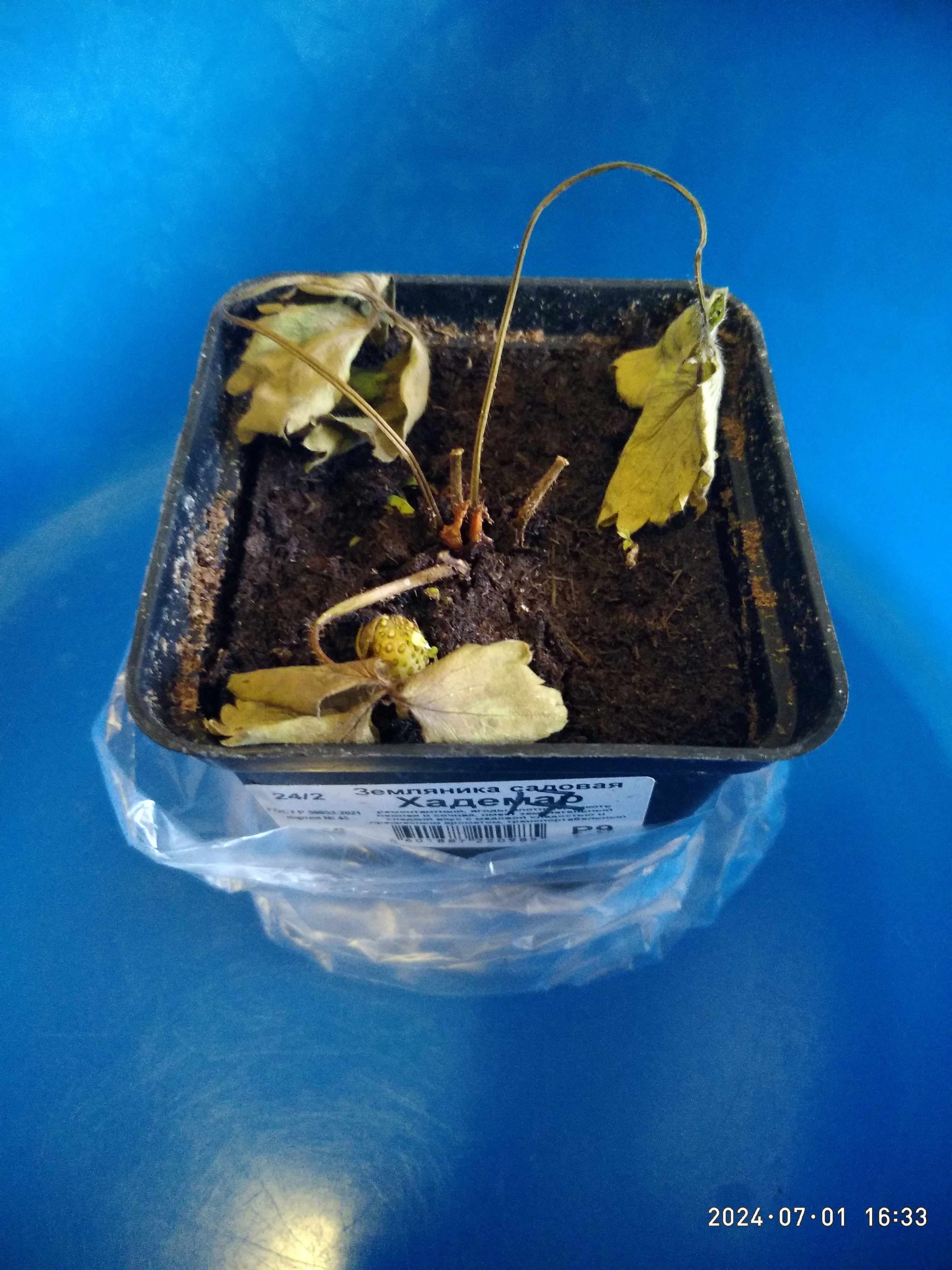 Фотография покупателя товара Земляника садовая «Хадемар», саженец, горшок Р9, 1 шт., Лето 2026, «ПОИСК» - Фото 2