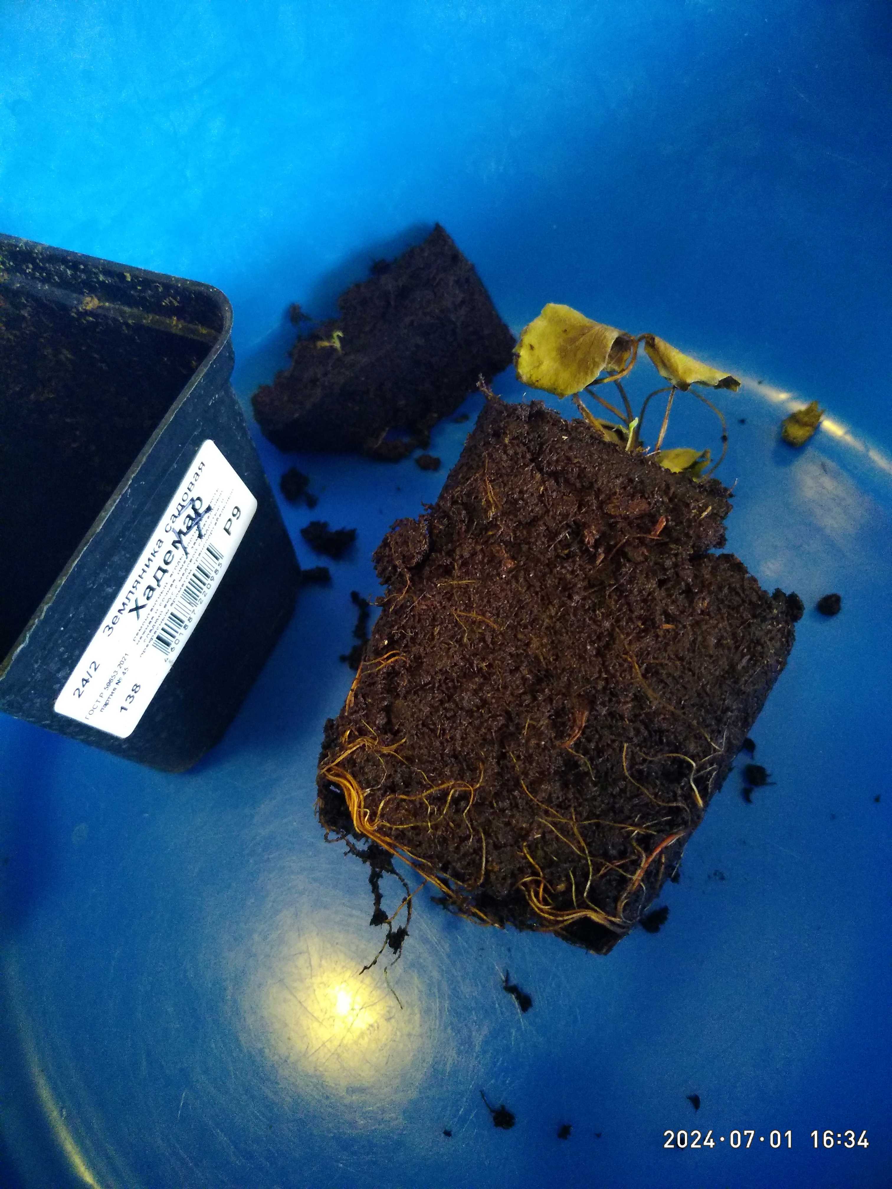 Фотография покупателя товара Земляника садовая «Хадемар», саженец, горшок Р9, 1 шт., Лето 2026, «ПОИСК» - Фото 3