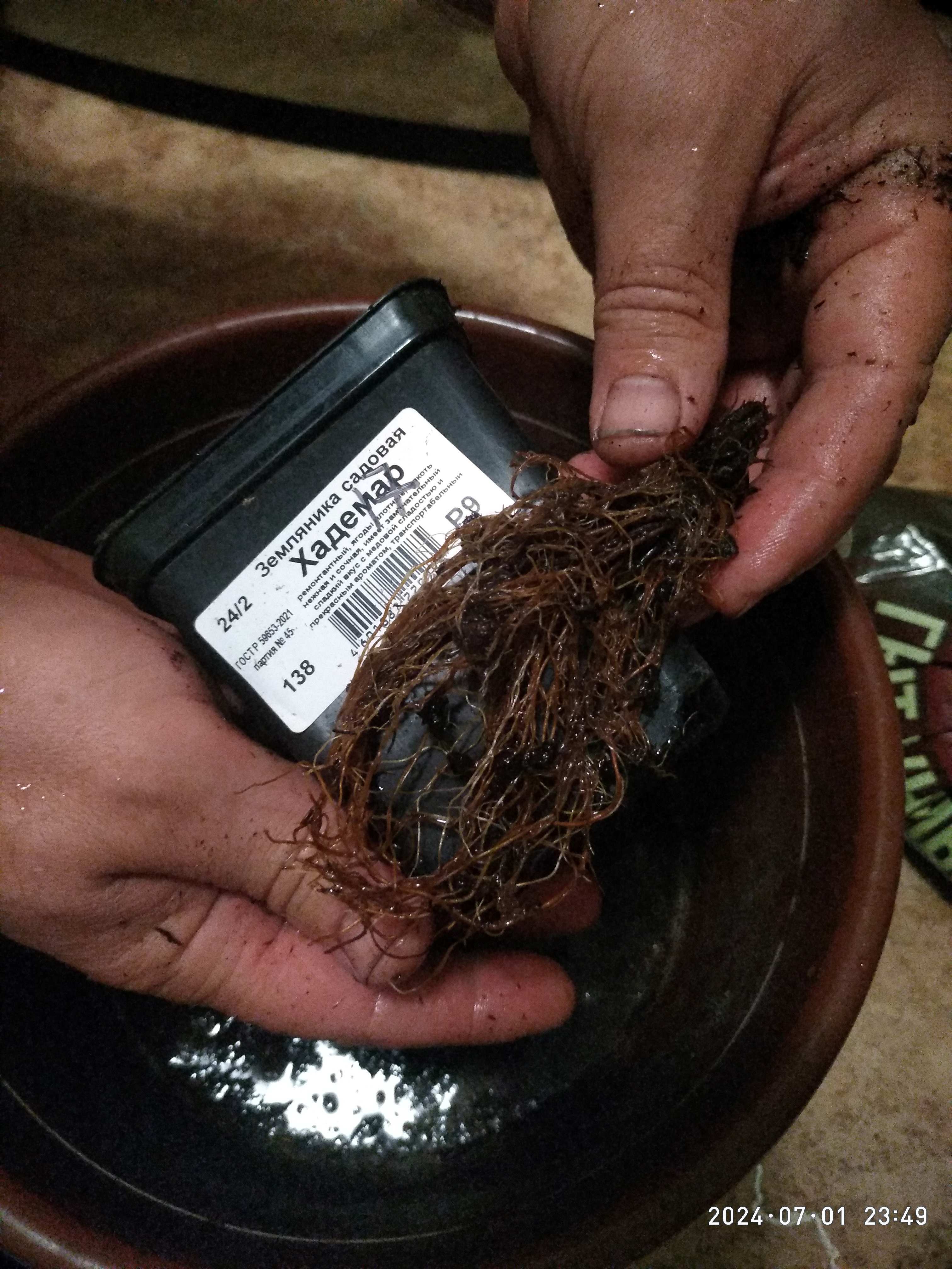 Фотография покупателя товара Земляника садовая «Хадемар», саженец, горшок Р9, 1 шт., Лето 2026, «ПОИСК» - Фото 4