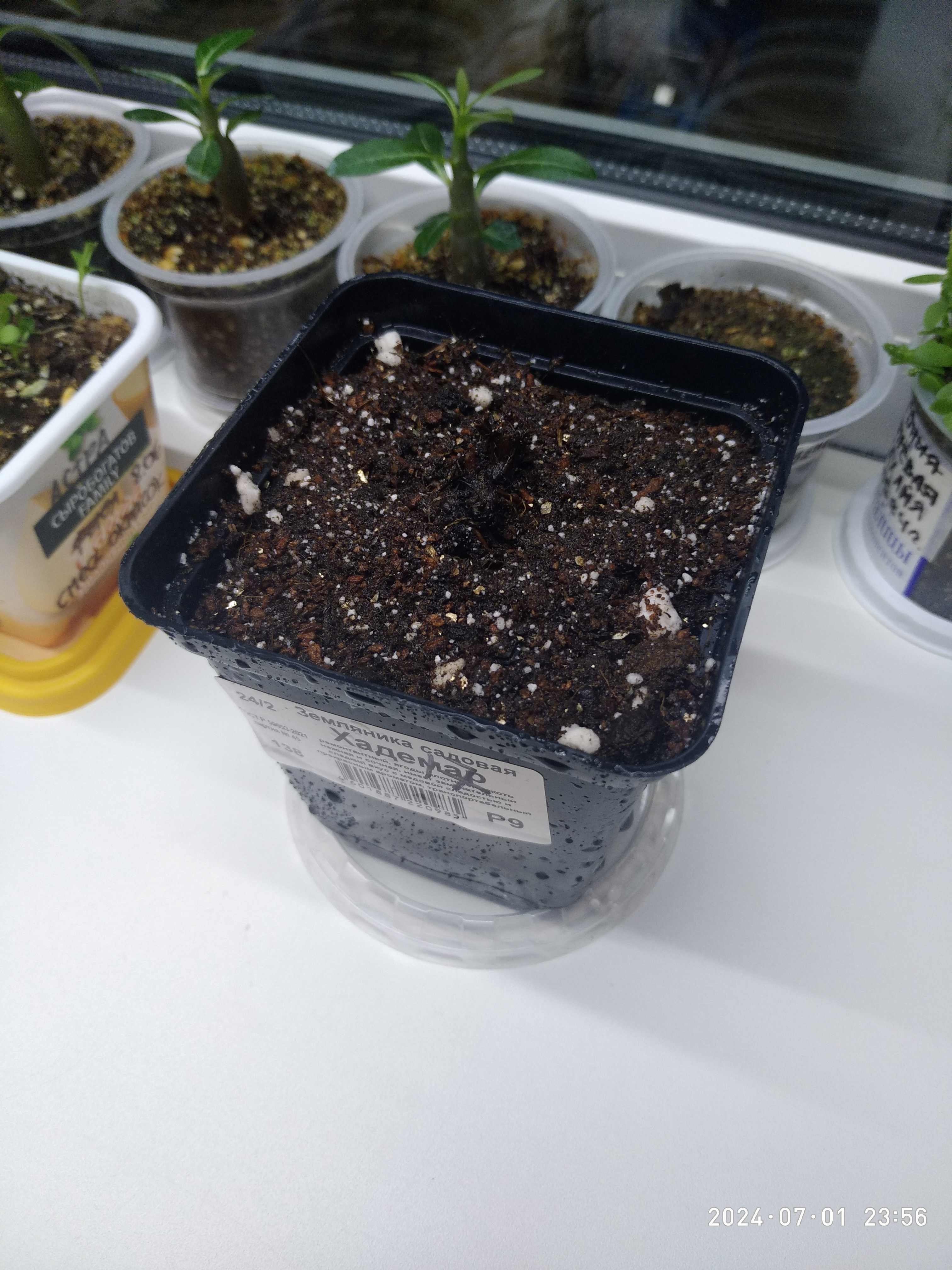 Фотография покупателя товара Земляника садовая «Хадемар», саженец, горшок Р9, 1 шт., Лето 2026, «ПОИСК» - Фото 5