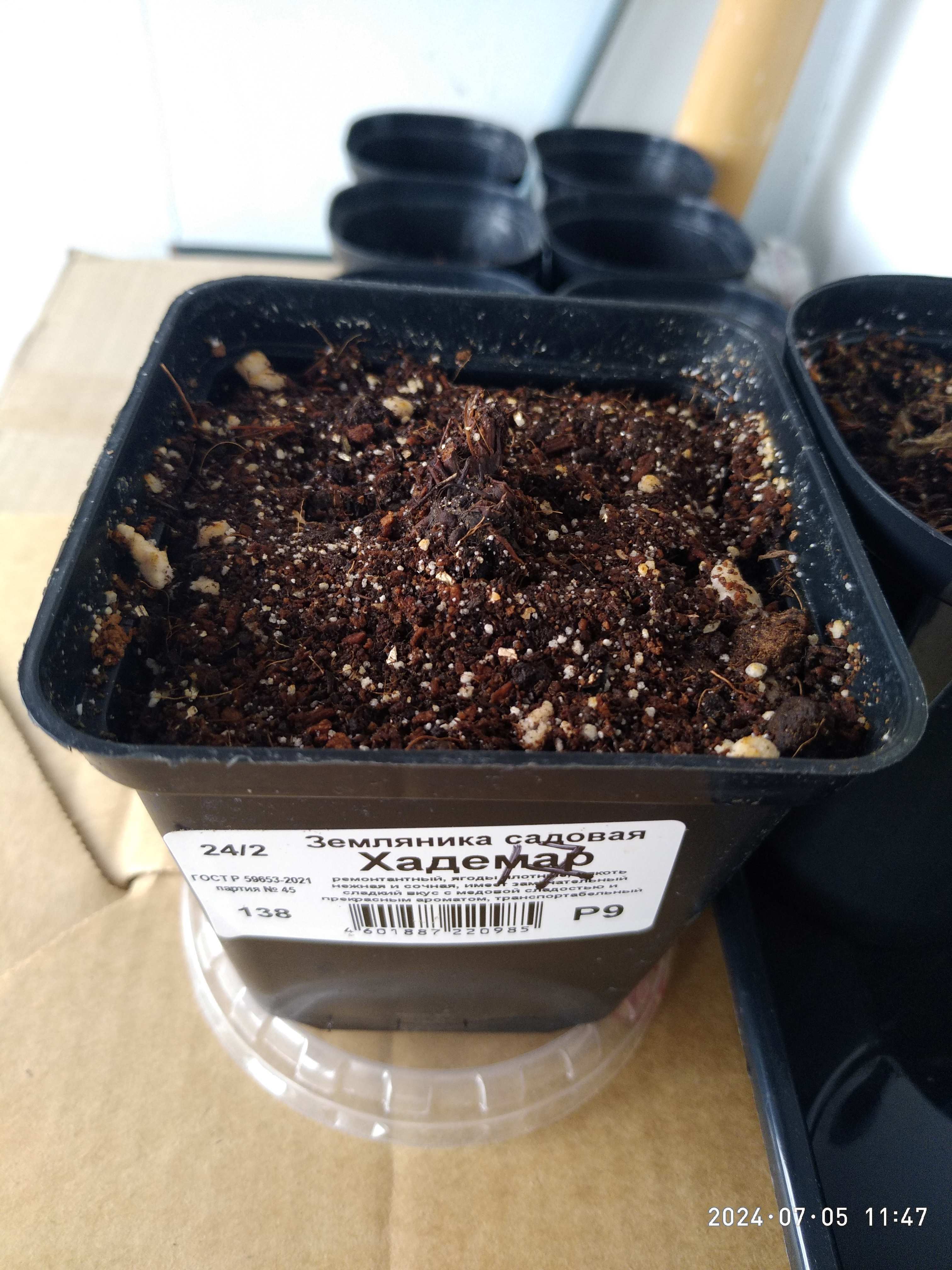 Фотография покупателя товара Земляника садовая «Хадемар», саженец, горшок Р9, 1 шт., Лето 2026, «ПОИСК» - Фото 6