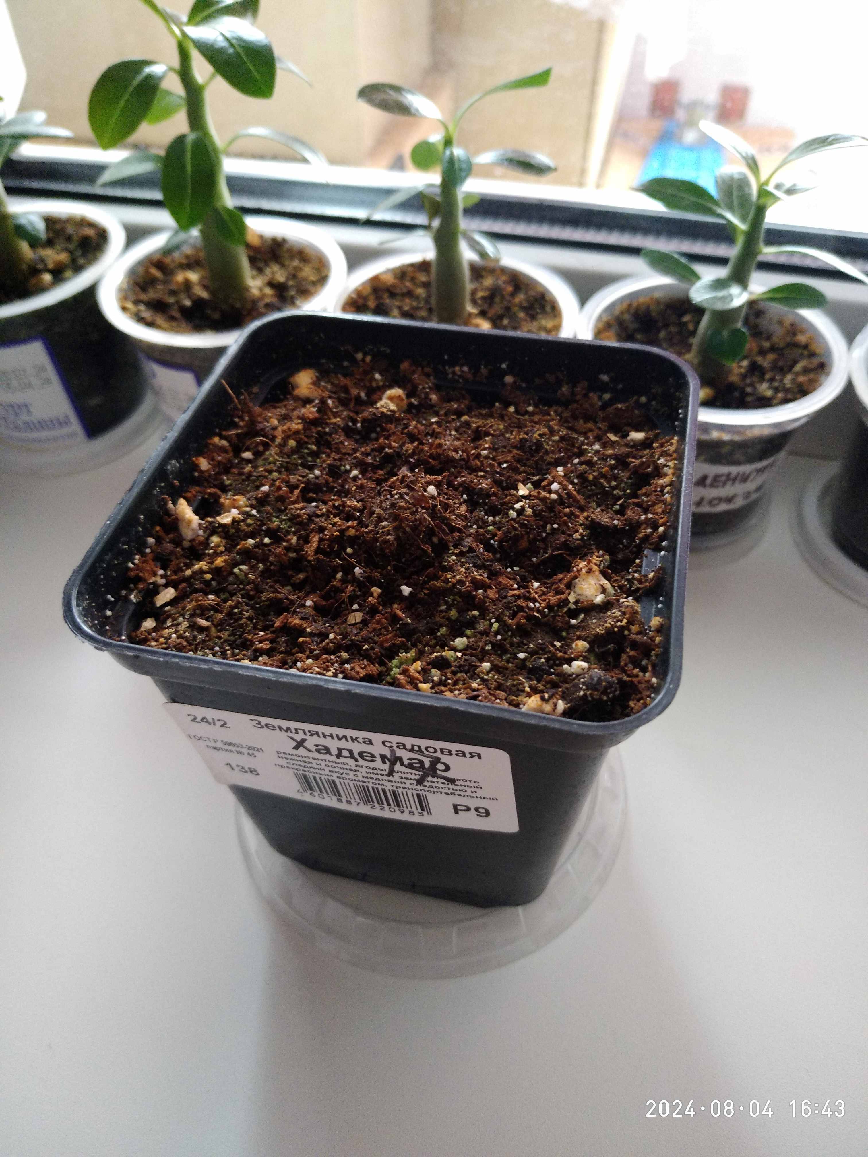 Фотография покупателя товара Земляника садовая «Хадемар», саженец, горшок Р9, 1 шт., Лето 2026, «ПОИСК» - Фото 7