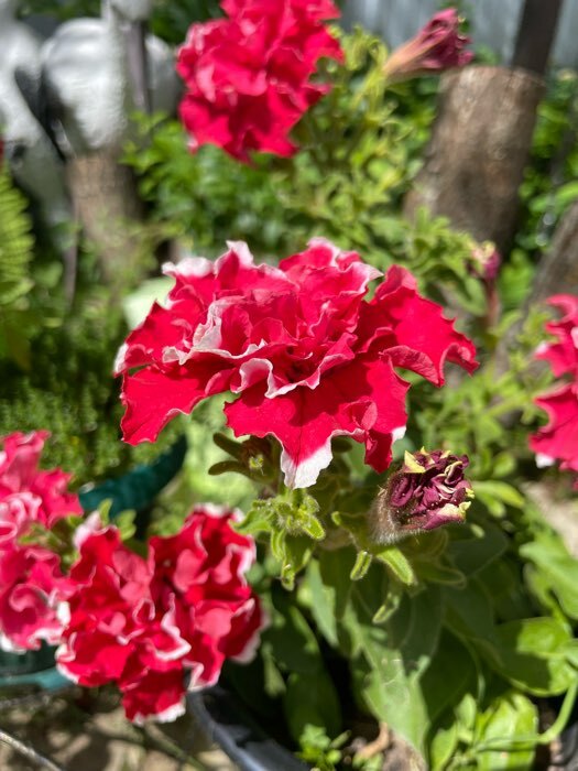 Фотография покупателя товара Семена цветов Петуния махровая грандифлора "Валентина" F1, О, драже драже 5 шт - Фото 4