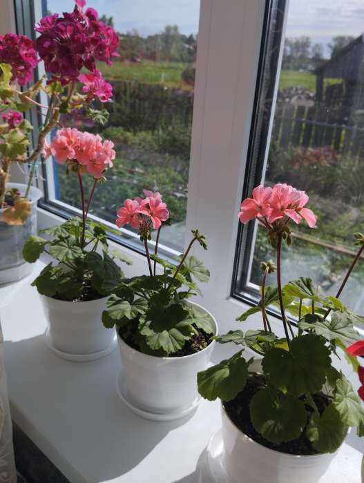 Фотография покупателя товара Семена цветов Пеларгония "Нано", ц/п,  "Лососевая", ц/п,  3 шт - Фото 1