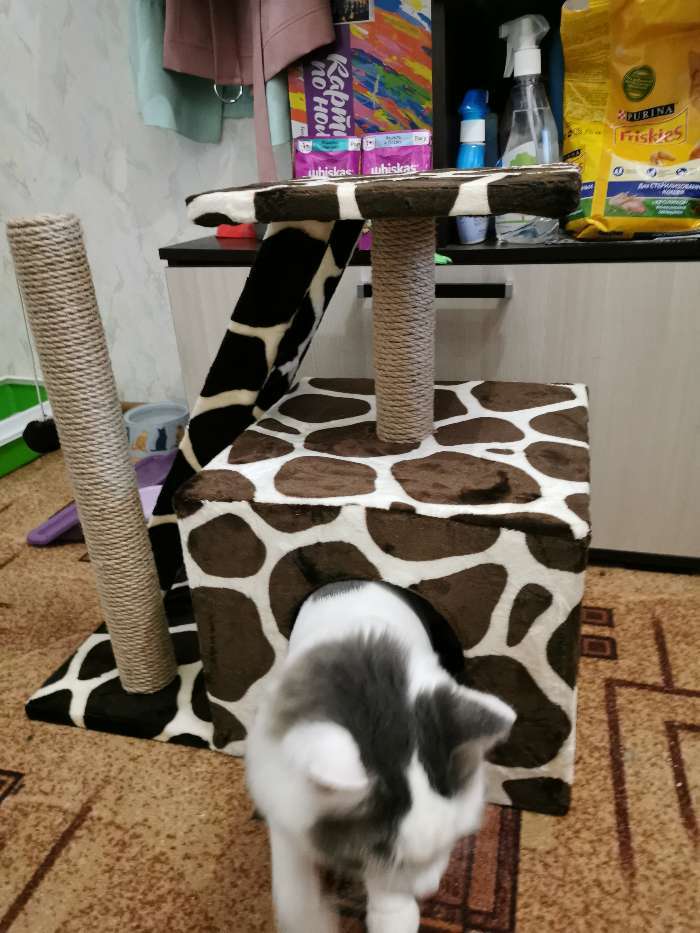 Фотография покупателя товара Домик для кошек с когтеточкой "Домосед", с лестницей и площадкой, 60 х 35 х 56 см, микс - Фото 3