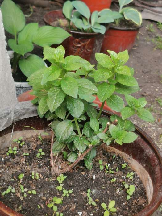 Фотография покупателя товара Гортензия метельчатая Люкс «Ваниль Фрайз» , саженец декоративный, цветущий, 1 шт., туба - Фото 10