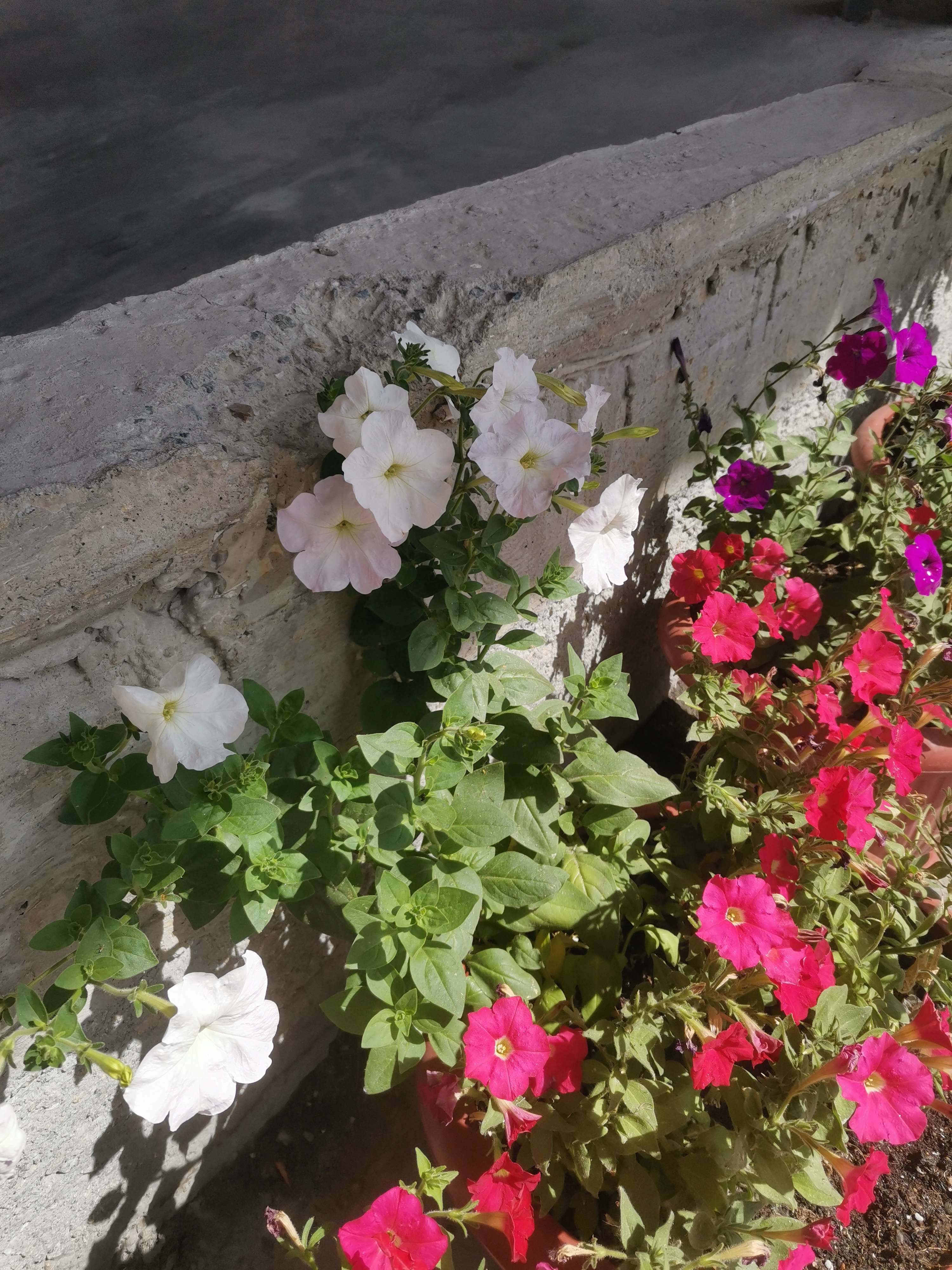 Фотография покупателя товара Семена цветов Петуния "Балконная смесь", О, 0,05 г - Фото 7