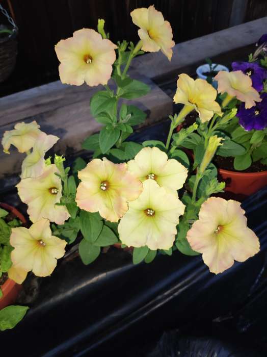 Фотография покупателя товара Семена цветов Петуния ампельная "Лавина Жёлтый каприз F1", 0,01 г. в амп. - Фото 3