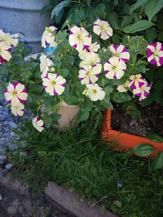 Фотография покупателя товара Семена цветов Петуния ампельная «Лавина Пурпурно-желтая Звезда», F1, 10 шт., «ПОИСК» - Фото 12