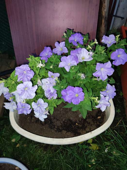 Фотография покупателя товара Семена цветов Петуния "Е3 Изи Вейв Блю скай F1", 5 шт - Фото 4