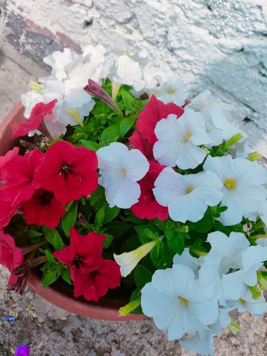 Фотография покупателя товара Семена цветов Петуния Джолли красная F1 многоцветковая, 7 шт - Фото 3