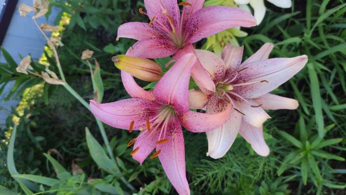 Фотография покупателя товара Лилия Тигровая «Свит Суренде», луковица в пакете с перфорацией, р-р 12/14, 3 шт. - Фото 302